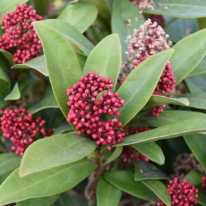 Skimmia japonica 'Rubella' (m) 30-40 cm